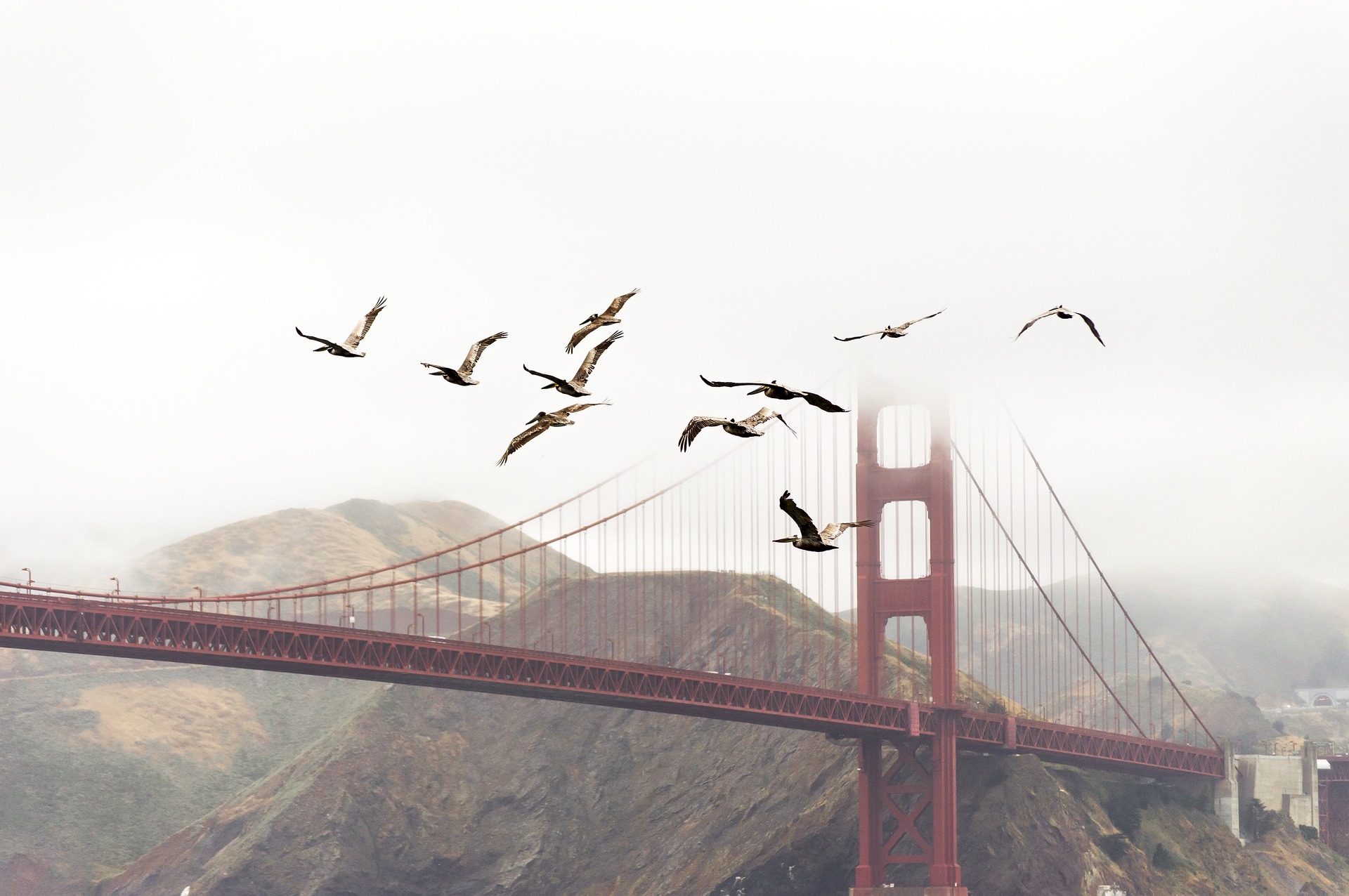 Bird Flock Golden Gate Bridge